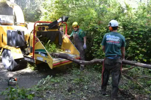 tree services El Cajon